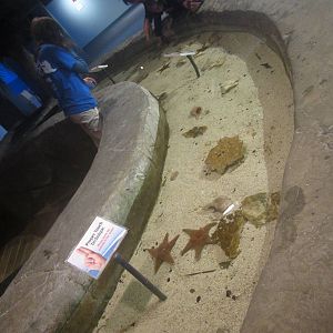 Nov. 2013 - Shore Gallery - Renovated Touch Pool