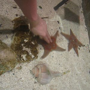 Nov. 2013 - Shore Gallery - Leather Sea Stars