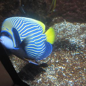 Nov. 2013 - Shore Gallery - Emperor Angelfish