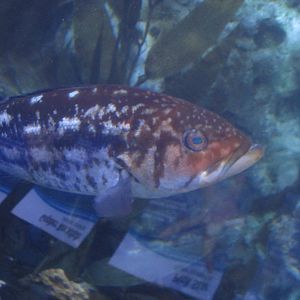 Nov. 2013 - California Kelp forest Tunnel - Kelp Bass