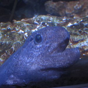 Nov. 2013 - California Kelp Forest Tunnel - Wolf Eel