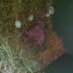 Newly hatched Major Mitchell Cockatoo chicks at Moonlit Sanctuary
