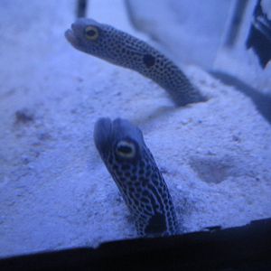 Nov. 2013 - Bizarre and Beautiful - Spotted Garden Eels