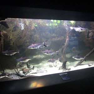 Nov. 2013 - Dangerous and Deadly - Chao Phraya Giant Catfish + White-blotch