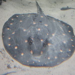 Nov. 2013 - Dangerous and Deadly - White-blotched River Ray