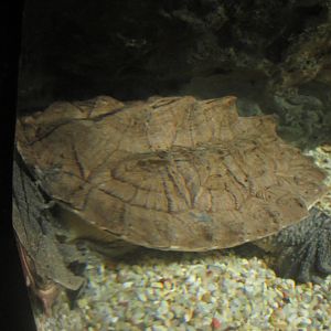 Nov. 2013 - Dangerous and Deadly - Mata Mata Turtle