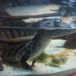 Nov. 2013 - Gator Alley - Spectacled Caiman
