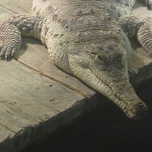 Nov. 2013 - Gator Alley - Orinoco Crocodile