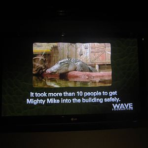 Nov. 2013 - Gator Alley - Mighty Mike Fact