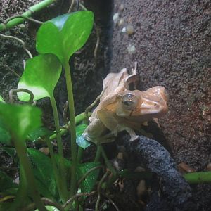 Nov. 2013 - Frog Bog - Bornean Eared Frog