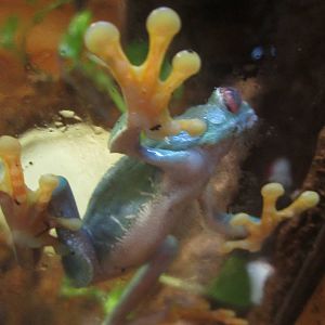 Nov. 2013 - Frog Bog - Red-eyed Tree Frog