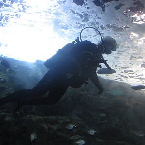 Nov. 2013 - Coral Reef - Scuba Diver