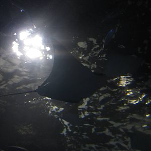 Nov. 2013 - Coral Reef - Cownose Ray