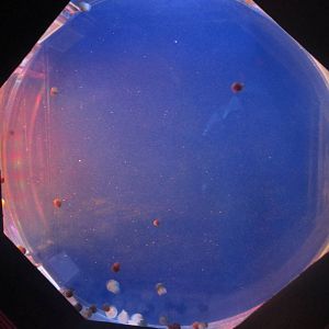 Nov. 2013 - Jellyfish Gallery - Colored Jellyfish Tank