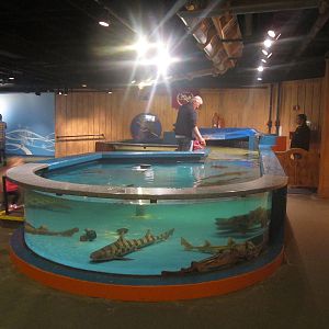 Nov. 2013 - Shark Central