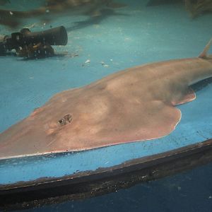 Nov. 2013 - Shark Central - Lesser Guitarfish