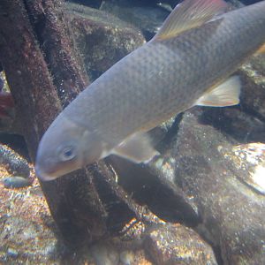 Nov. 2013 - World Rivers - Shorthead Redhorse