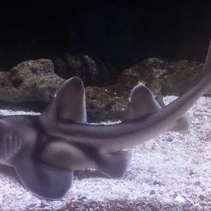Nov. 2013 - Shore Gallery - Port Jackson Shark