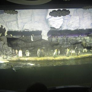 Nov. 2013 - Penguin Palooza