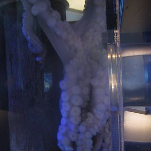 Nov. 2013 - Bizarre and Beautiful - Giant Pacific Octopus