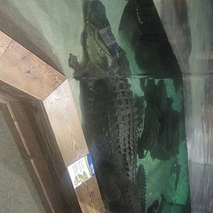 Nov. 2013 - Gator Alley - Mighty Mike