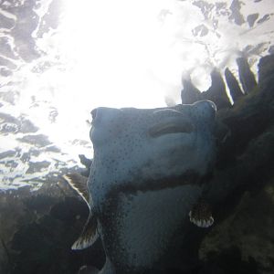 Nov. 2013 - Coral Reef Tunnel - Spot-fin Porcupinefish