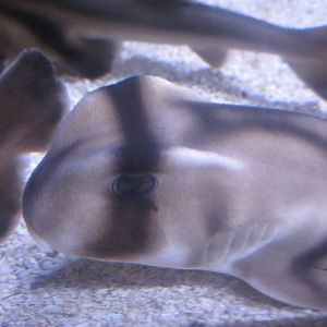 Nov. 2013 - Shore Gallery - Port Jackson Shark