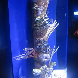 Nov. 2013 - Bizarre and Beautiful - Red Lionfish Tank