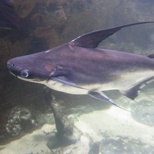 Nov. 2013 - Dangerous and Deadly - Chao Phraya Giant Catfish