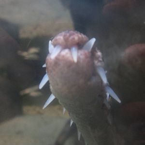 Nov. 2013 - Gator Alley - Malaysian Gharial Snout