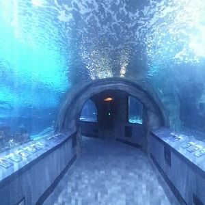 Nov. 2013 - Surrounded by Sharks - Panorama