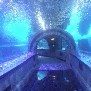 Nov. 2013 - Surrounded by Sharks - Panorama