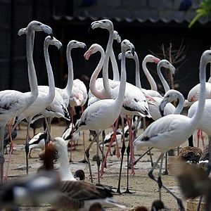 sari zoo(iran)