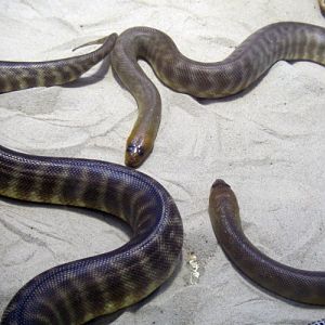Woma Pythons (Aspidites ramsayi)