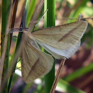 Straw Belle (Aspitates gilvaria)