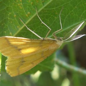 Yellow Belle (Aspitates ochrearia)