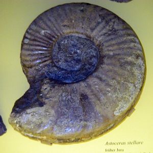 True Star Ammonite (Asteroceras stellare)