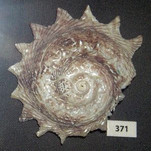 Circular Saw Shell (Astraea heliotropium)