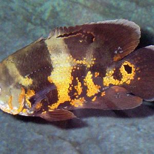 Oscar (Astronotus ocellatus)