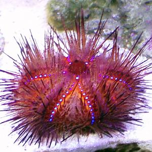 False Fire Urchin (Astropyga radiata)