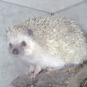 Four-toed Hedgehog (Atelerix albiventris)