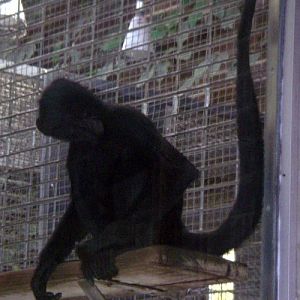Black-headed Spider Monkey (Ateles fusciceps)