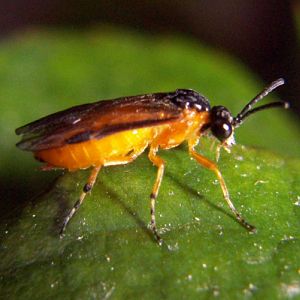 Turnip Sawfly (Athalia rosae)