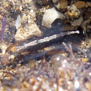 Hooded Shrimp (Athanas nitescens)