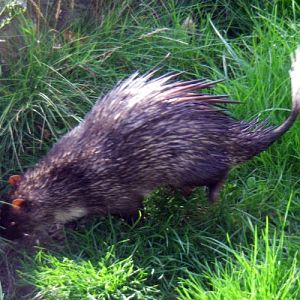 African Brush-tailed Porcupine (Atherurus africanus)
