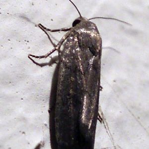 Porter's Rustic (Athetis hospes)