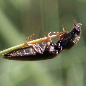 Garden Wireworm (Athous haemorrhoidalis)