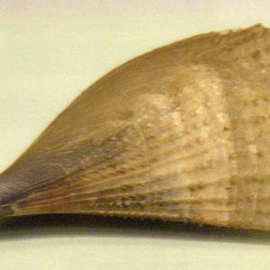 Fan Mussel (Atrina fragilis)