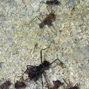 Curuhuinsi Leafcutter Ants (Atta sexdens)