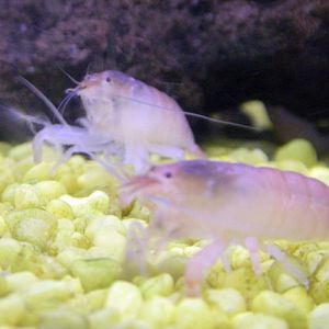 Vampire Shrimps (Atya gabonensis)